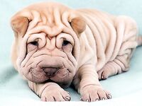 트위터의 유럽 및 미국 거대 수탉 마스터 [BBB 삼촌]과 비교할 때 수탉은 소녀의 팔뚝만큼 두껍고 수탉에 유명한 시계를 착용 한 소녀는 오쟁이 진 남편 노예와 함께 움찔합니다.