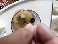 The most beautiful sister in the Cape, sister-brother incest [Sister’s Little Flying Stick] complete collection, carefully designed step by step to finally fall in love with the most beautiful sister, making her addicted to the pleasure of incest