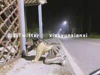 Karya oleh ahli Xiaoyun Fairy