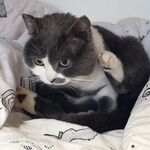 頂級露臉反差女神！推特S級身材刺青博主【jealous215】福利，堅挺奶子豐滿翹臀各種不雅私拍