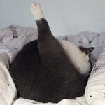 頂級露臉反差女神！推特S級身材刺青博主【jealous215】福利，堅挺奶子豐滿翹臀各種不雅私拍