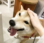 最新7月無水首發福利！推特極品OL風氣質御姐【Jeff_Jarvis】紫薇露出啪啪記錄，浴室貼門後入奶子都壓變形了