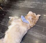 最新7月無水首發福利！推特極品OL風氣質御姐【Jeff_Jarvis】紫薇露出啪啪記錄，浴室貼門後入奶子都壓變形了