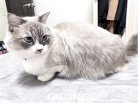 Pada tahun 2024, wanita cantik pendakap gigi Taiwan [RayRay Rui Rui] telah menghantar tweet satu manfaat, mendedahkan payudara besarnya di pasar raya, melakukan hubungan seks 3P serampang dua mata, jarang menunjukkan wajahnya