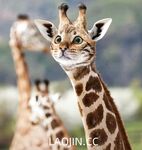 2024年，坐标成都，高颜值夫妻【鹿头LuTo-夫妻】白富美少奶奶喜欢换妻，皮肤白腰细还是个馒头逼，绝品必看