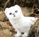 2024年，坐标成都，高颜值夫妻【鹿头LuTo-夫妻】白富美少奶奶喜欢换妻，皮肤白腰细还是个馒头逼，绝品必看