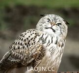 2024年，坐标成都，高颜值夫妻【鹿头LuTo-夫妻】白富美少奶奶喜欢换妻，皮肤白腰细还是个馒头逼，绝品必看