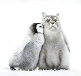 2024年，坐标成都，高颜值夫妻【鹿头LuTo-夫妻】白富美少奶奶喜欢换妻，皮肤白腰细还是个馒头逼，绝品必看