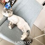 2024年，坐标成都，高颜值夫妻【鹿头LuTo-夫妻】白富美少奶奶喜欢换妻，皮肤白腰细还是个馒头逼，绝品必看