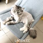 2024年，坐标成都，高颜值夫妻【鹿头LuTo-夫妻】白富美少奶奶喜欢换妻，皮肤白腰细还是个馒头逼，绝品必看