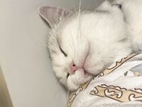 【巅峰高颜值露脸】泰国长腿粉穴百变纹身小太妹「xgina」OF大尺度私拍