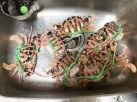 有錢有勢紳士范大神【肥宅約炮專家】高端性愛局，模特學生妹良家還玩孕婦，各種騷婊子臣服於他