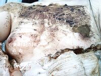 最新9月猎奇！萝莉风天花板级别，走重口味路线网红【点点】推特福利①，道具紫薇，玩屎虐菊虐肛，不忍直视