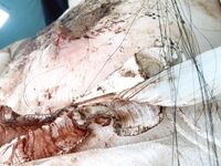 最新9月猎奇！萝莉风天花板级别，走重口味路线网红【点点】推特福利②，道具紫薇，玩屎虐菊虐肛，不忍直视