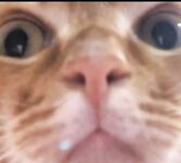 Langganan Oktober terkini tanpa tera air! Faedah terbaharu dewi Twitter yang tulen, manis dan berdada besar [Miyamotoyama Sake], menguli awek, alat peraga seperti bunga myrtle crape dengan hati yang lembut dan sifat-sifat jalang penuh