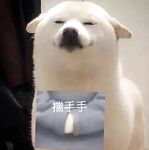 Langganan Oktober terkini tanpa tera air! Faedah terbaharu dewi Twitter yang tulen, manis dan berdada besar [Miyamotoyama Sake], menguli awek, alat peraga seperti bunga myrtle crape dengan hati yang lembut dan sifat-sifat jalang penuh