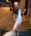 ปรมาจารย์ฝึกวงกลมตัวอักษร "Lao Zuo S" ฝึกเด็กผู้หญิงหลายคนให้ถูกกักขัง เผยให้เห็นพวกเธอในป่าอย่างสมบูรณ์ และพ่นน้ำในป่า