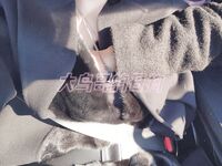 最新10月无水首发！魔都绿帽调教博主【大鸟哥的母狗】推特福利，极品淫妻，可乐灌肠肛门内射叠罗汉3P黑人群P