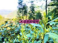 最新10月无水首发！魔都绿帽调教博主【大鸟哥的母狗】推特福利，极品淫妻，可乐灌肠肛门内射叠罗汉3P黑人群P