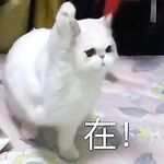 10月无水印新品，萌妹福利姬【棉棉宝mm5121187】推特福利，金主爆肏无毛嫩穴，你的线下女友全国空降