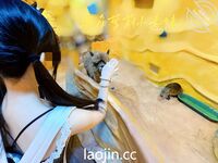 케이프 갓의 트윈 포니테일, 핑크색과 부드러운 백호@LOLI작은사촌