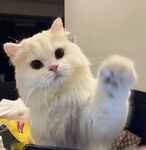 เขย่าสวัสดิการ Ji @ 伊宁子ถ่ายภาพส่วนตัวขนาด