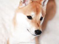 P站著名博主淫欲少妇法籍亚裔「Nicolove」OF露脸性爱私拍顶级亚裔网黄挨操阿黑颜【第七弹】