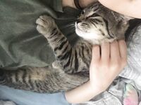 Model wanita kontras Cina Thai "Perry" DARI kehidupan harian berskala besar menunjukkan wajahnya dalam BDSM persendirian lelaki dan wanita makan semua secara persendirian banyak bermain