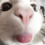 【12月新品④】，可盐可甜，白虎一线天，推特福利姬【KicoQAQ】各种道具，花式自慰双通，小母狗属性拉满