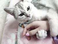 全網整理超大自整理合集87位極品蘿莉 超絕收藏合集 第二期 [Twitter][蘿莉] [⁵⁵⁵小埋長不高ˡᵃ@Xiaomai522]