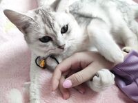 全網整理超大自整理合集87位極品蘿莉 超絕收藏合集 第二期 [Twitter][蘿莉] [⁵⁵⁵小埋長不高ˡᵃ@Xiaomai522]