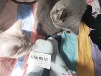 全網整理超大自整理合集87位極品蘿莉 超絕收藏合集 第二期 [Twitter][蘿莉] [⁵⁵⁵小埋長不高ˡᵃ@Xiaomai522]