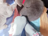 全網整理超大自整理合集87位極品蘿莉 超絕收藏合集 第二期 [Twitter][蘿莉] [⁵⁵⁵小埋長不高ˡᵃ@Xiaomai522]