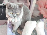 全網整理超大自整理合集87位極品蘿莉 超絕收藏合集 第二期 [Twitter][蘿莉] [⁵⁵⁵小埋長不高ˡᵃ@Xiaomai522]