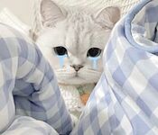 全網整理超大自整理合集87位極品蘿莉 超絕收藏合集 第二期 [Twitter][蘿莉] [⁵⁵⁵小埋長不高ˡᵃ@Xiaomai522]