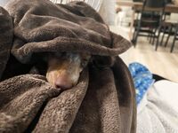 Seluruh rangkaian menyusun koleksi besar 87 koleksi koleksi super lolita berkualiti tinggi keluaran kedua [Twitter][Lolita] [kit@hellokittiex]