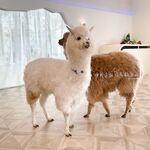 Seluruh rangkaian telah menyusun koleksi besar 87 koleksi koleksi super lolita terkemuka keluaran kedua [Twitter][Lolita] [ʚ Cranberryɞ@berrymmya] [Padam tweet]