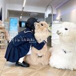 Seluruh rangkaian telah menyusun koleksi besar 87 koleksi koleksi super lolita terkemuka keluaran kedua [Twitter][Lolita] [ʚ Cranberryɞ@berrymmya] [Padam tweet]