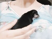 [Twitter][Loli] [Letícia Shirayuki@LetciaShirayuk1]