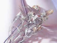 [Twitter][萝莉] [live酱]【冻结】