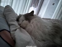 推特超美白虎美妞【Litchi_sy】520门槛福利超嫩