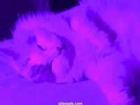 推特超美白虎美妞【Litchi_sy】520门槛福利超嫩