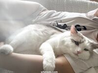 推特超美白虎美妞【Litchi_sy】520门槛福利超嫩