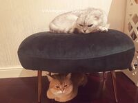 【2025年新流泄密】演员，模特，百万粉丝网红【孟晓艺】福利视图流出，金主的母狗，吃鸡啪啪表情销魂