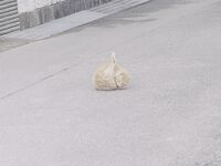 超嫩合法小母狗萝莉『LepALuli2kVN』被主人爸爸拽着双马尾后入，无毛小嫩穴被大肉棒塞满