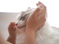 推特極品白虎蘿莉『kitty不吃魚』一字馬紫薇被男主調教啪啪乖的狠！超嫩可愛人形小母狗 被操的叫爸爸 下