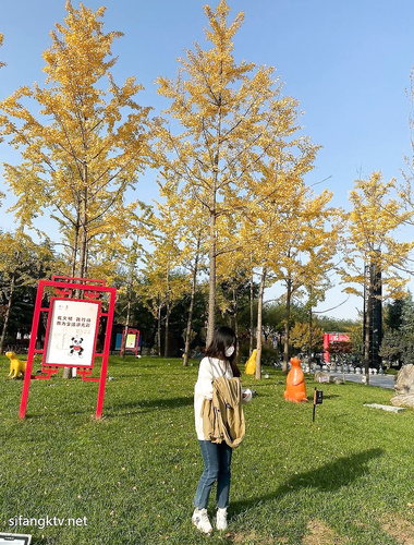 Một nữ sinh viên đại học hơi mũm mĩm, ngoại hình ưa nhìn, cực kỳ trong sáng trước mặt người khác, bị bạn trai ở xa bí mật quay phim trực tuyến và dùng đủ mọi cách để chơi đùa với âm hộ của mình.