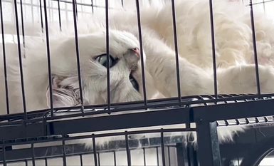 Ang napakagandang Internet celebrity na "Treasure Girl" na may bayad na external group na video ay nag-leak, mapang-akit na hubo't hubad na sayaw na umuungol na Ziwei compiled collection (12)